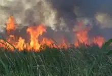 Incendios forestales aumentan vigilancia en Pantanos de Centla (Foto de internet)