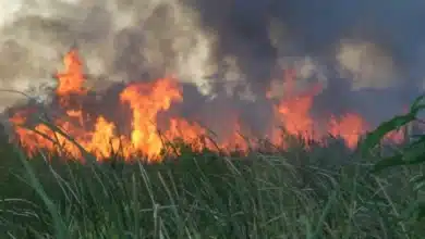 Incendios forestales aumentan vigilancia en Pantanos de Centla (Foto de internet)