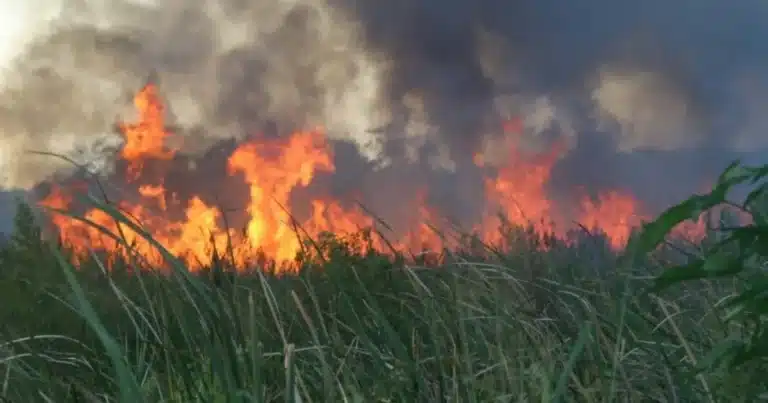 Incendios forestales aumentan vigilancia en Pantanos de Centla (Foto de internet)