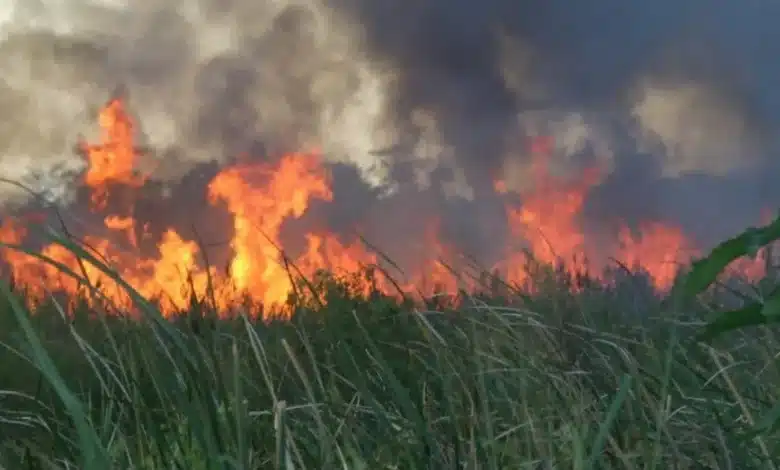 Incendios forestales aumentan vigilancia en Pantanos de Centla (Foto de internet)