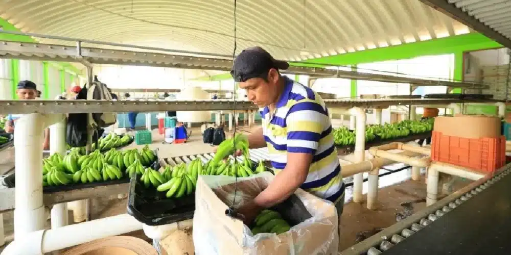 Investigan ingreso ilegal de banano guatemalteco a Tabasco
