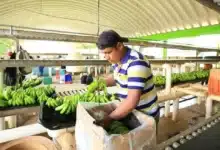 Investigan ingreso ilegal de banano guatemalteco a Tabasco