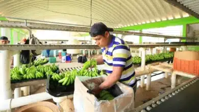 Investigan ingreso ilegal de banano guatemalteco a Tabasco