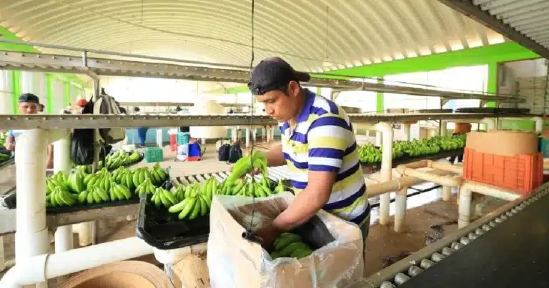 Investigan ingreso ilegal de banano guatemalteco a Tabasco