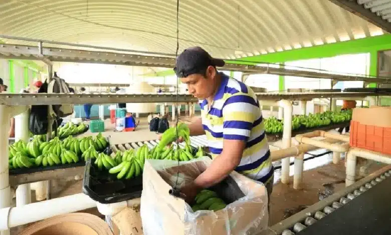 Investigan ingreso ilegal de banano guatemalteco a Tabasco