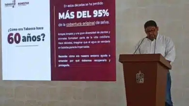 urgente recuperar el equilibrio ecológico en tabasco tras perdida del 95 por ciento de su cobertura vegetal