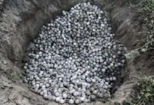 detienen a persona con mil 800 huevos de tortuga