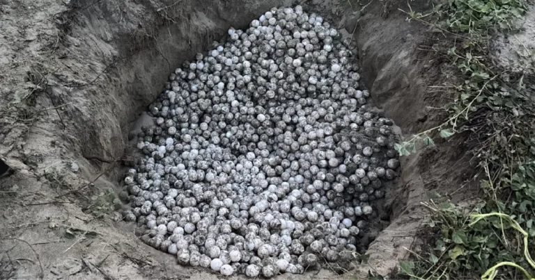 detienen a persona con mil 800 huevos de tortuga