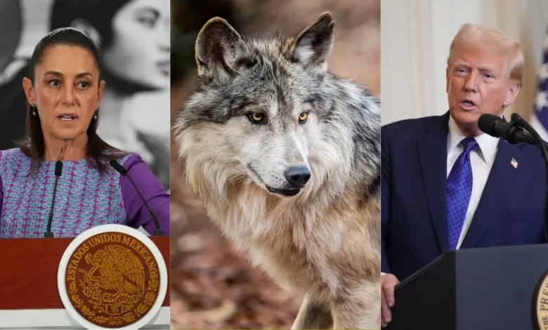 Lobo mexicano: Sheinbaum pide coordinación con USA para su protección (Fotos de internet)