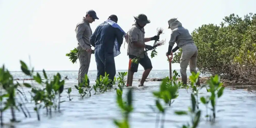 buscan restaurar más de 1,500 hectáreas de manglar en tabasco