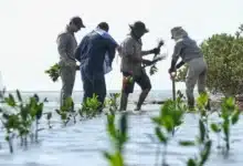 buscan restaurar más de 1,500 hectáreas de manglar en tabasco