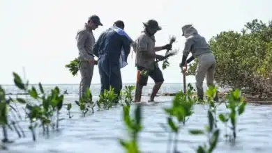 buscan restaurar más de 1,500 hectáreas de manglar en tabasco
