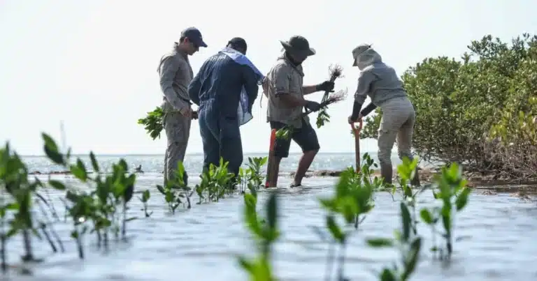 buscan restaurar más de 1,500 hectáreas de manglar en tabasco