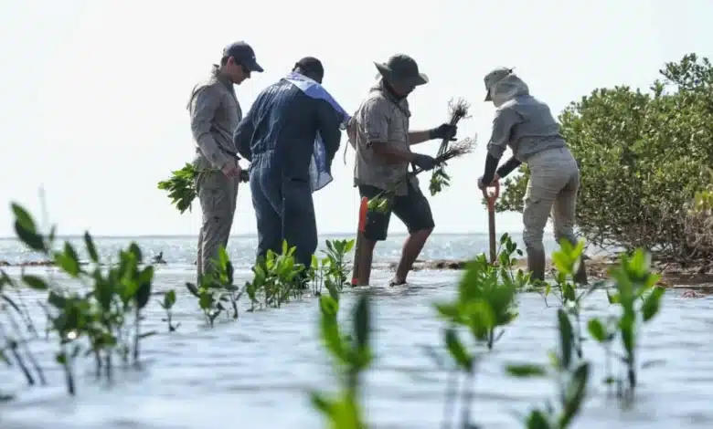 buscan restaurar más de 1,500 hectáreas de manglar en tabasco
