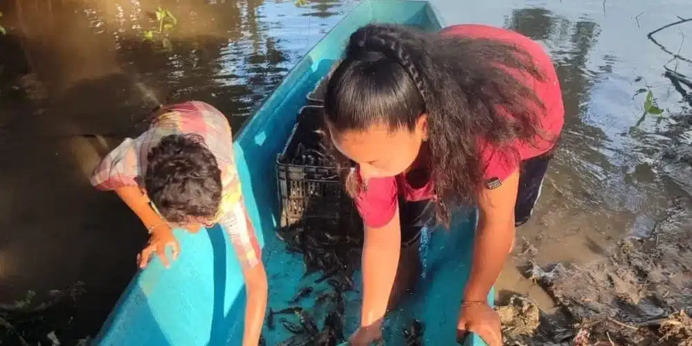emergen el topén en los popales de tabasco