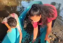 emergen el topén en los popales de tabasco