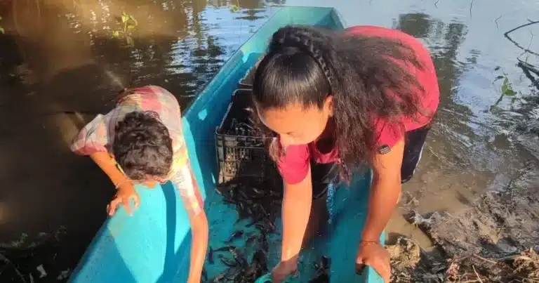 emergen el topén en los popales de tabasco