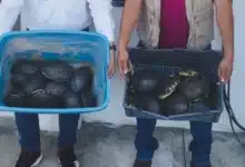 El silencioso S.O.S de las tortugas de los humedales en Tabasco (Foto de cortesía)