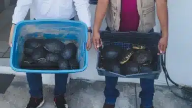 El silencioso S.O.S de las tortugas de los humedales en Tabasco (Foto de cortesía)