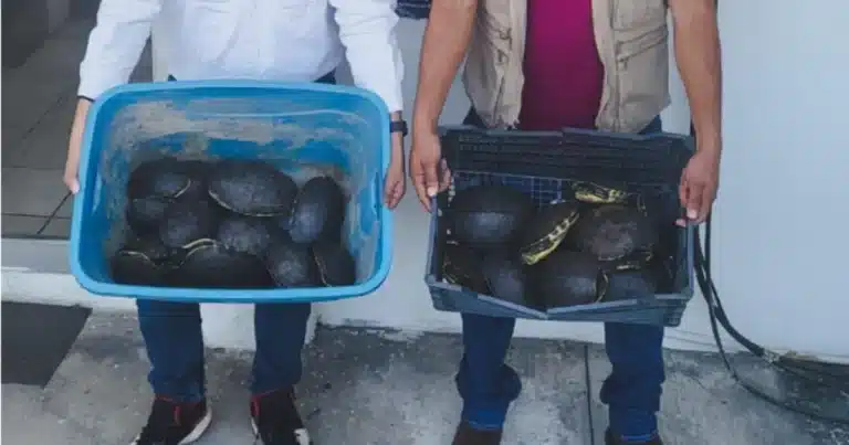 El silencioso S.O.S de las tortugas de los humedales en Tabasco (Foto de cortesía)