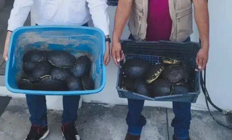 El silencioso S.O.S de las tortugas de los humedales en Tabasco (Foto de cortesía)