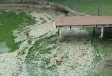 Lluvias remueven sedimentos en lagunas y reducen niveles de oxígeno: Medio Ambiente (Foto de cortesía)