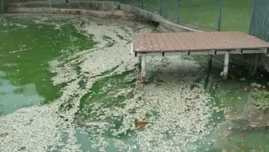 Lluvias remueven sedimentos en lagunas y reducen niveles de oxígeno: Medio Ambiente (Foto de cortesía)