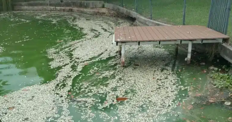 Lluvias remueven sedimentos en lagunas y reducen niveles de oxígeno: Medio Ambiente (Foto de cortesía)