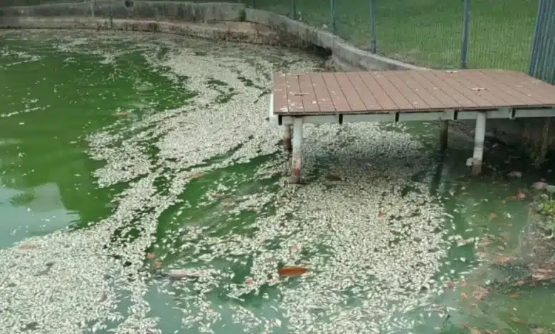 Lluvias remueven sedimentos en lagunas y reducen niveles de oxígeno: Medio Ambiente (Foto de cortesía)