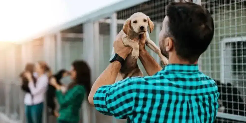 Piden pausar adopciones de mascotas en octubre y noviembre en Tabasco (Foto de internet)