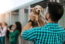 Piden pausar adopciones de mascotas en octubre y noviembre en Tabasco (Foto de internet)
