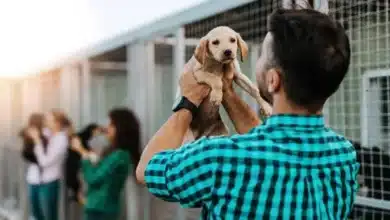 Piden pausar adopciones de mascotas en octubre y noviembre en Tabasco (Foto de internet)