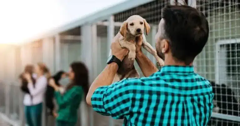 Piden pausar adopciones de mascotas en octubre y noviembre en Tabasco (Foto de internet)