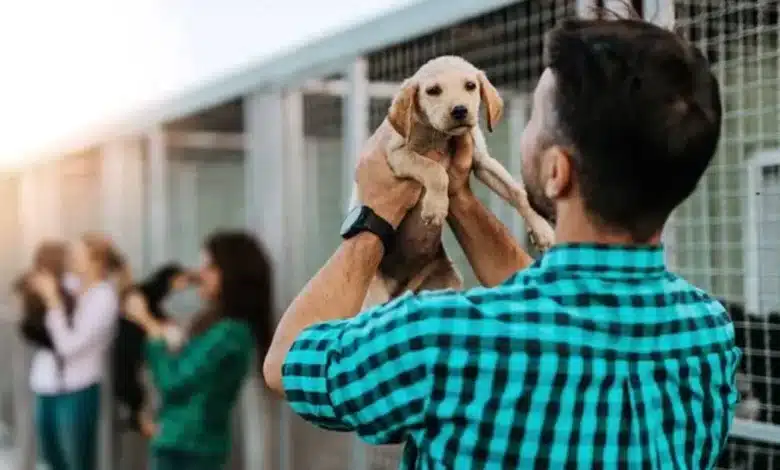 Piden pausar adopciones de mascotas en octubre y noviembre en Tabasco (Foto de internet)