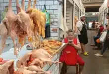 estabiliza pino suárez precios de pollo y gallina en octubre