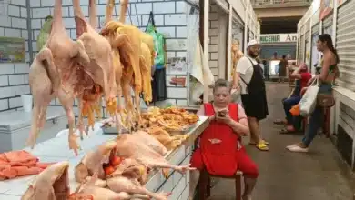 estabiliza pino suárez precios de pollo y gallina en octubre