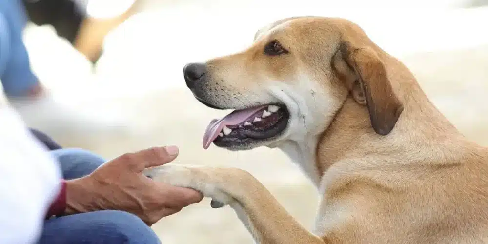frenan impunidad del maltrato animal