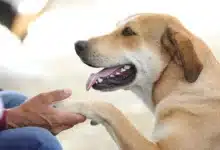 frenan impunidad del maltrato animal
