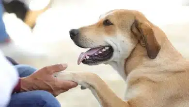 frenan impunidad del maltrato animal