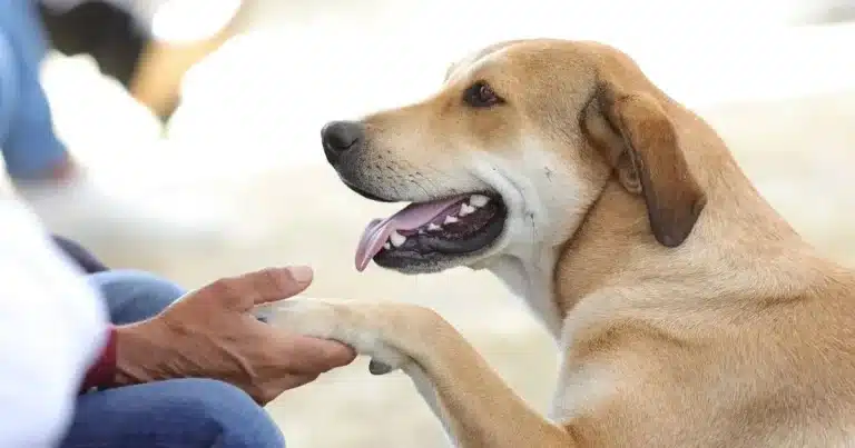 frenan impunidad del maltrato animal