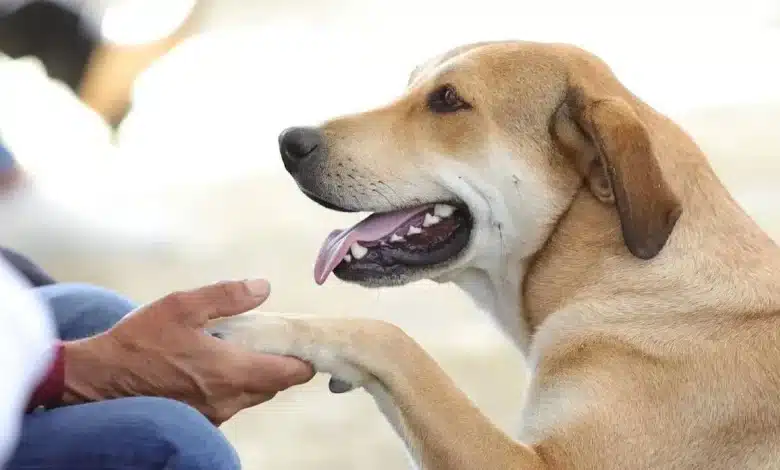 frenan impunidad del maltrato animal