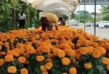 llega la flor de cempasúchil para iluminar el día de muertos