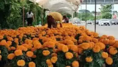 llega la flor de cempasúchil para iluminar el día de muertos