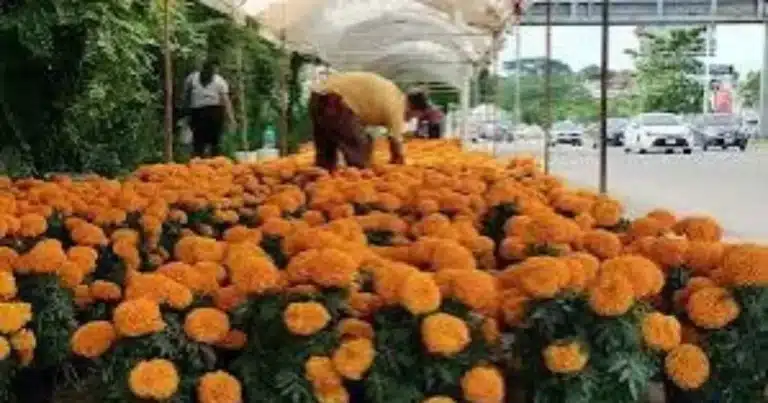 llega la flor de cempasúchil para iluminar el día de muertos