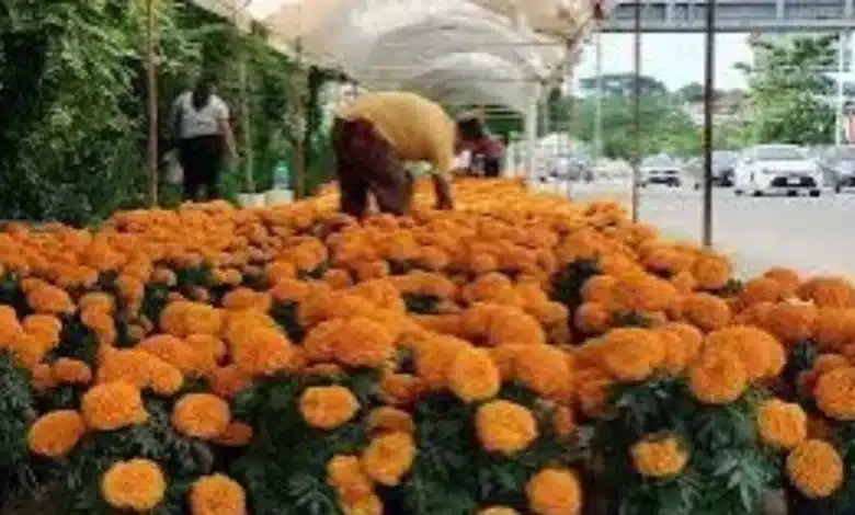 llega la flor de cempasúchil para iluminar el día de muertos