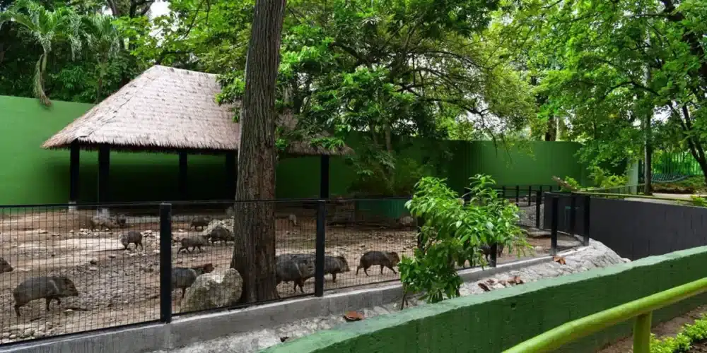 más de 140 animales regresan al parque museo la venta