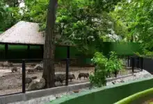 más de 140 animales regresan al parque museo la venta