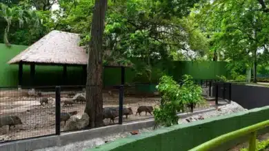 más de 140 animales regresan al parque museo la venta