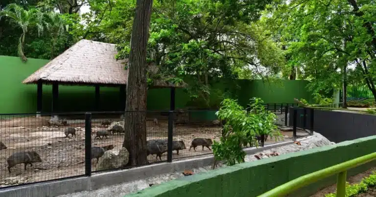 más de 140 animales regresan al parque museo la venta