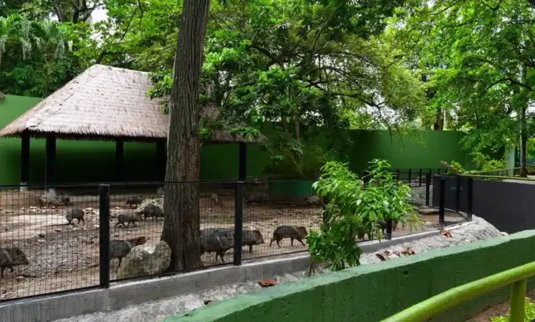 más de 140 animales regresan al parque museo la venta